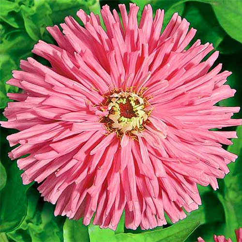 Цинния Сеньорита изображение 1 артикул 66921