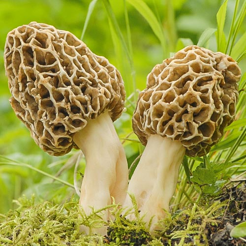 Сморчок изображение 1 артикул 9773