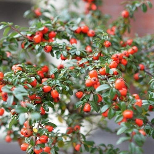 Кизильник Корал Бьюти изображение 2 артикул 6194