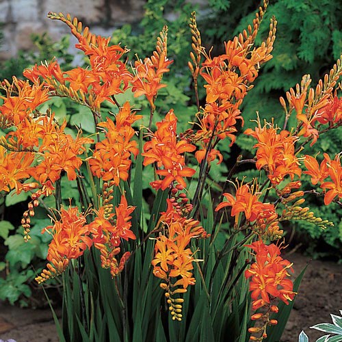 Крокосмия Кармин Бриллиант изображение 1 артикул 6195