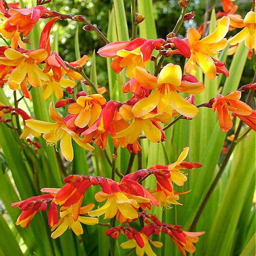 Крокосмия Кармин Бриллиант изображение 2 артикул 6195