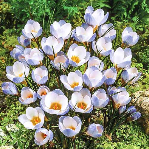 Крокус Блю Перл изображение 1 артикул 67327