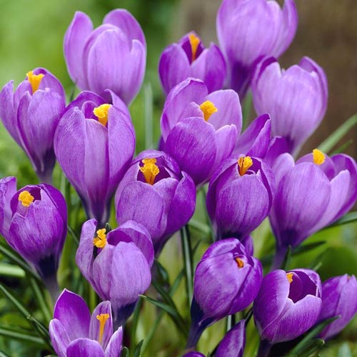 Крокус Блю изображение 1 артикул 4774_1