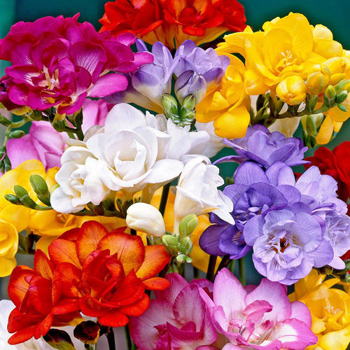 Фрезии Дабл, смесь окрасок изображение 1 артикул 2923