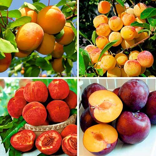 Суперпредложение!  Комплект плодовых деревьев Фруктовый сад из 4-х саженцев изображение 1 артикул 8620