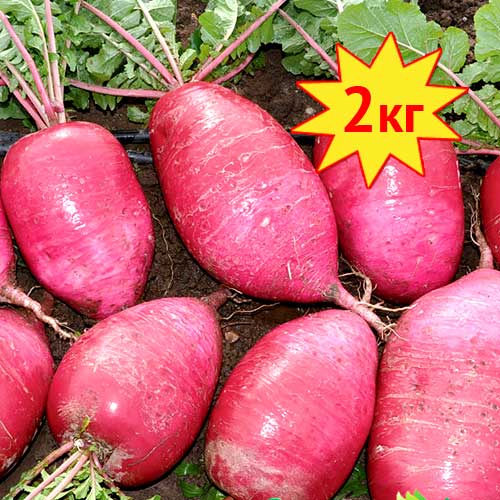 Дайкон Сверхредиска РР  F1, семена артикул фото 1 Дайкон Сверхредиска РР  F1, семена изображение 1 артикул 7701