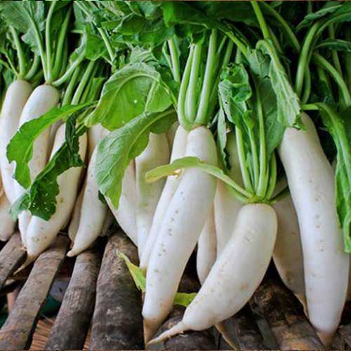 Дайкон Русский Размер F1 Русский огород НК изображение 1 артикул 69875