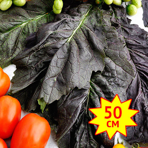 Горчица салатная РР, семена изображение 1 артикул 7719