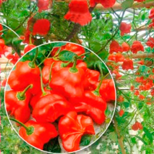 Перец-­дерево Спрут Новогодний  F1, семена изображение 1 артикул 5935