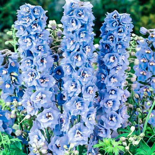 Дельфиниум Новозеландский гигант Голубая мечта F1 изображение 1 артикул 71322