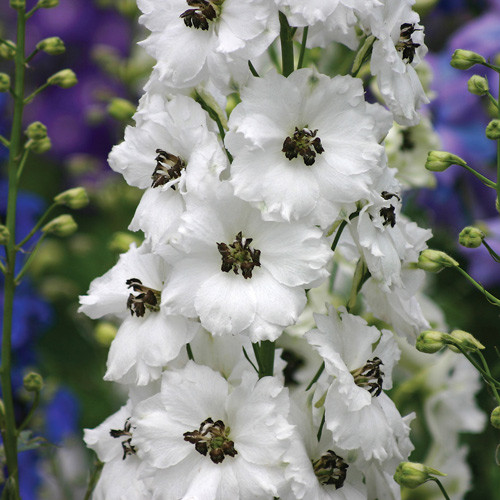 Дельфиниум Блэк Айд Энджелс изображение 2 артикул 6198