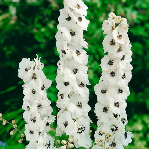 Дельфиниум Блэк Айд Энджелс изображение 1 артикул 6198