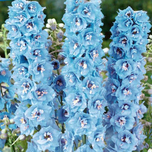 Дельфиниум Кливеден Бьюти изображение 1 артикул 6197