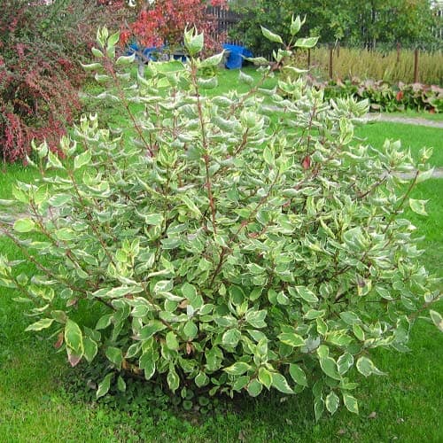 Дерен белый Элегантиссима изображение 1 артикул 9569