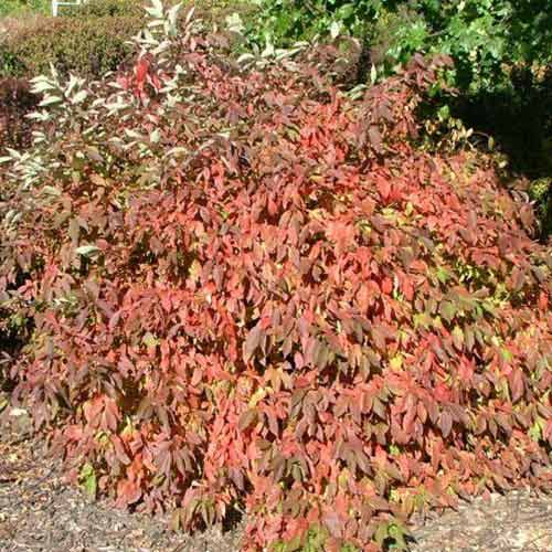 Дерен Ред Гном изображение 1 артикул 3908