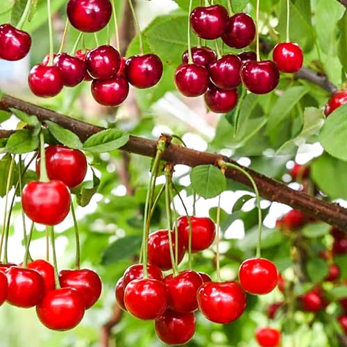 Дерево-сад Вишня Новелла изображение 1 артикул 6900