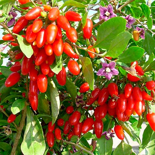 Дереза китайская Ягоды годжи изображение 1 артикул 65227