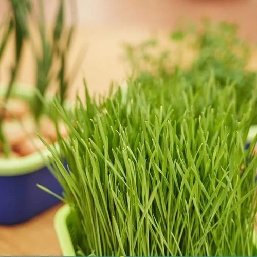 Детский проращиватель: Космогрядка изображение 8 артикул 85209