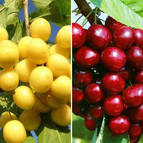 Дерево-сад Черешня Дрогана-Мичуринка изображение 1 артикул 6909