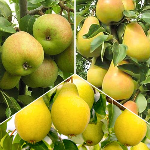 Дерево-сад Груша Чижовская изображение 1 артикул 6905