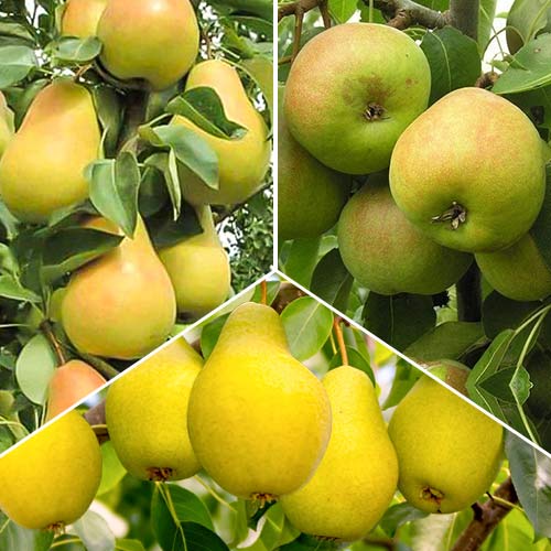 Дерево-сад Груша Лада изображение 1 артикул 6903