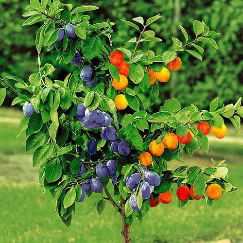 Дерево-сад Слива Конфетная изображение 1 артикул 6906