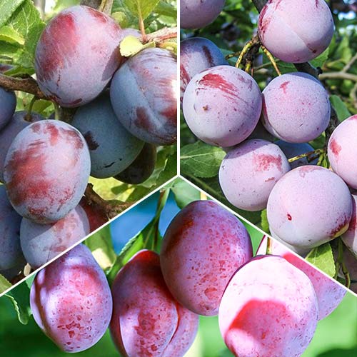 Дерево-сад Слива Волжская красавица изображение 1 артикул 6907