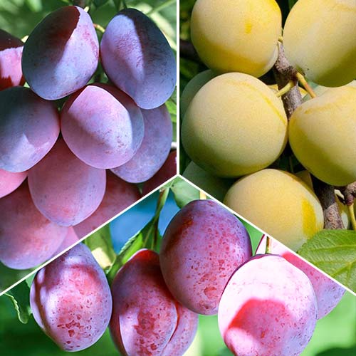 Дерево-сад Слива Заречная ранняя изображение 1 артикул 6908