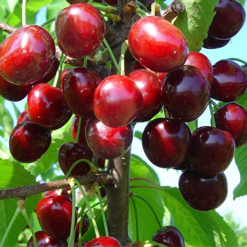 Дерево-сад Вишня Ночка изображение 1 артикул 6902