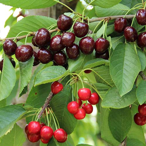 Дерево-сад Вишня Тургеневка изображение 1 артикул 6901