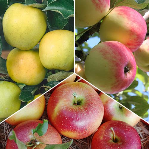 Дерево-сад Яблоня Антоновка обыкновенная изображение 1 артикул 6912