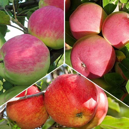 Дерево-сад Яблоня Конфетное изображение 1 артикул 6914