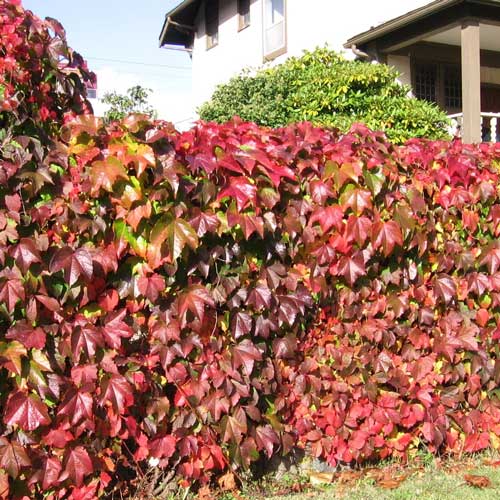 Девичий виноград изображение 1 артикул 2524