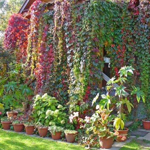 Девичий виноград изображение 2 артикул 2524