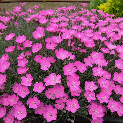 Гвоздика Пинк Джевел изображение 2 артикул 7201