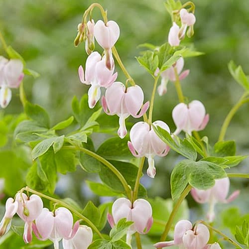 Дицентра Купид изображение 1 артикул 76222