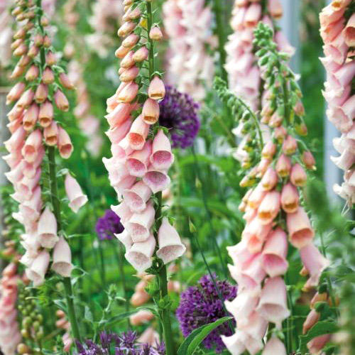 Наперстянка Априкот Бьюти изображение 1 артикул 7202