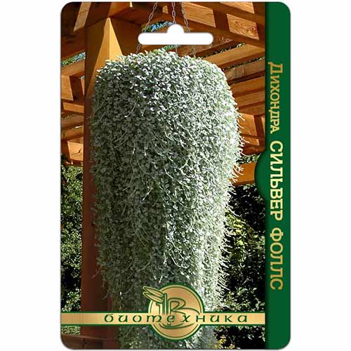 Дихондра Сильвер Фоллс Биотехника изображение 1 артикул 74084