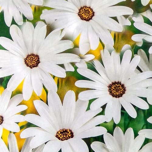 Диморфотека Веселая кадриль, смесь окрасок Уральский дачник изображение 1 артикул 94794