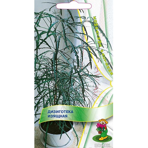 Дизиготека изящная Поиск изображение 1 артикул 92976