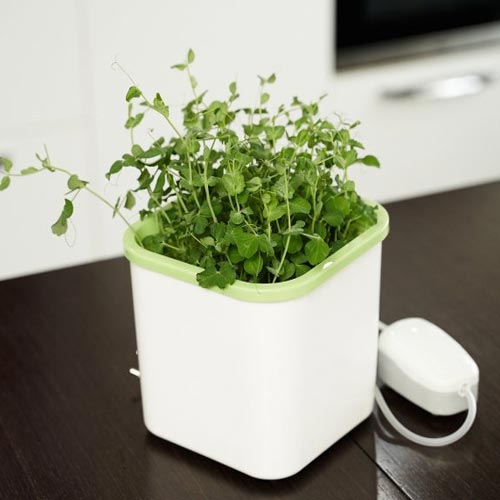 Домашний АэроСАД артикул фото 4 Домашний АэроСАД изображение 4 артикул 85211