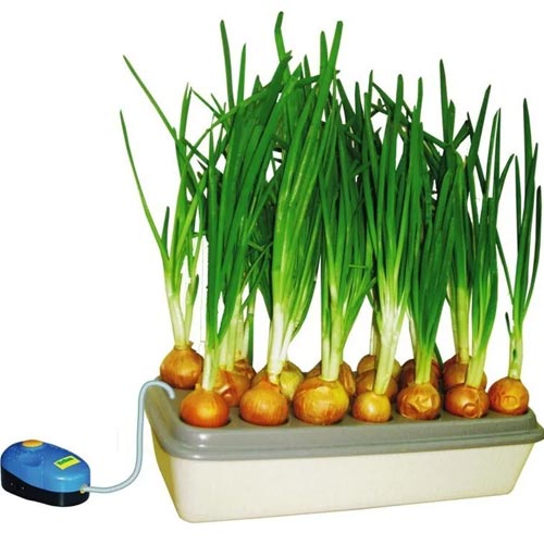 Домашняя установка: «Луковое счастье» артикул фото 1 Домашняя установка: «Луковое счастье» изображение 1 артикул 85214