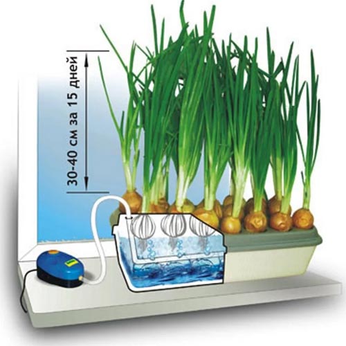 Домашняя установка: «Луковое счастье» артикул фото 2 Домашняя установка: «Луковое счастье» изображение 2 артикул 85214