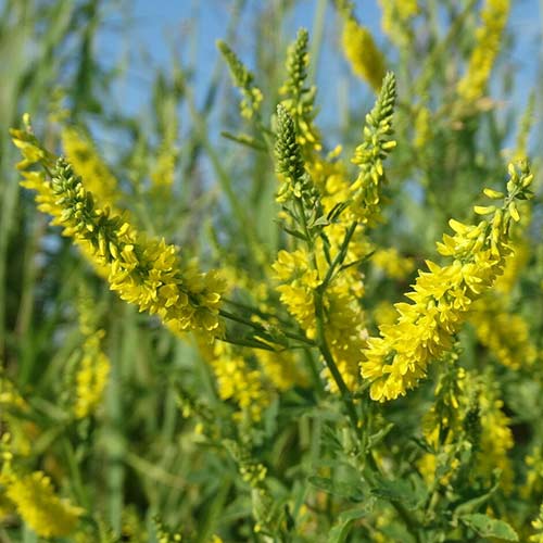 Донник Утренняя заря Седек изображение 1 артикул 84910