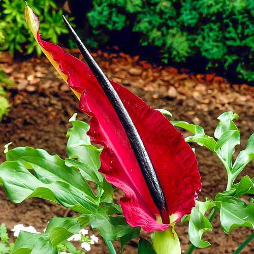 Дракункулюс обыкновенный артикул фото 1 Дракункулюс обыкновенный изображение 1 артикул 67346