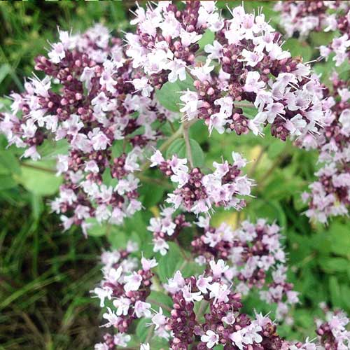 Душица Медовый аромат Русский огород НК изображение 1 артикул 69876