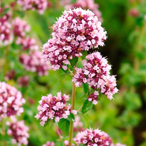 Душица обыкновенная Северное сияние изображение 1 артикул 71295