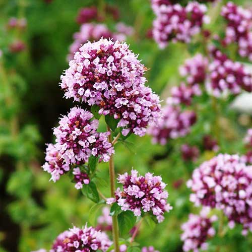 Душица Северное сияние Русский огород НК артикул фото 1 Душица Северное сияние Русский огород НК изображение 1 артикул 84998