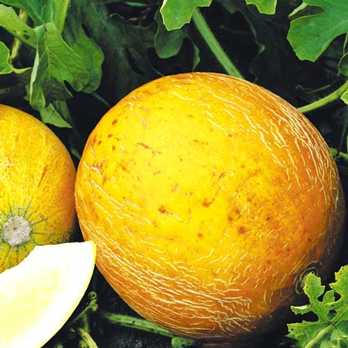 Дыня Капуччино, семена изображение 1 артикул 65330