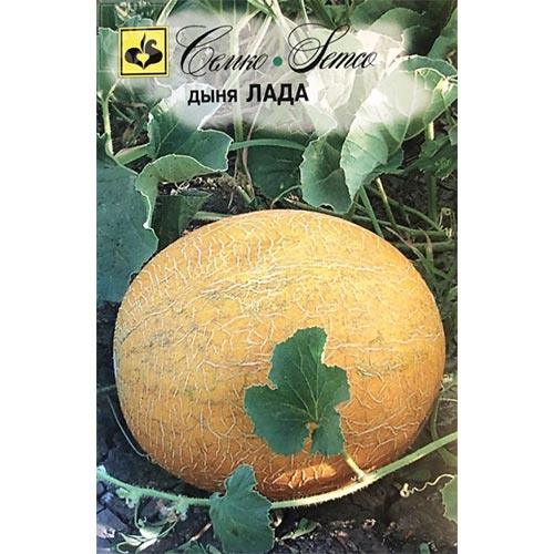 Дыня Лада Семко изображение 1 артикул 94234